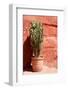 Colors of Peru - Terracotta Cactus-Philippe HUGONNARD-Framed Photographic Print