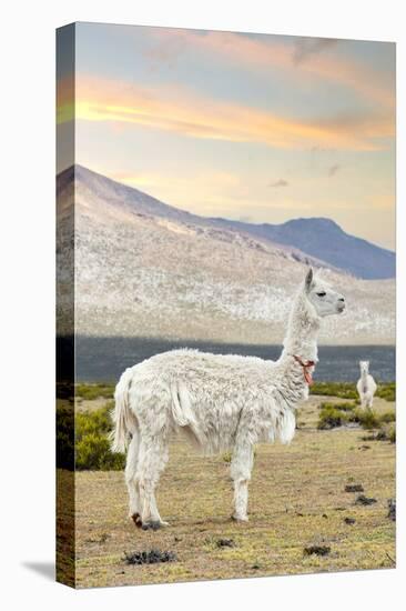 Colors of Peru - The White Llama I-Philippe HUGONNARD-Stretched Canvas