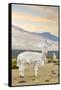 Colors of Peru - The White Llama I-Philippe HUGONNARD-Framed Stretched Canvas