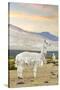 Colors of Peru - The White Llama I-Philippe HUGONNARD-Stretched Canvas