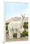 Colors of Peru - The White Llama II-Philippe HUGONNARD-Framed Photographic Print