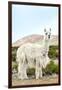 Colors of Peru - The White Llama II-Philippe HUGONNARD-Framed Photographic Print