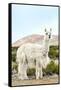 Colors of Peru - The White Llama II-Philippe HUGONNARD-Framed Stretched Canvas