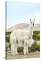 Colors of Peru - The White Llama II-Philippe HUGONNARD-Stretched Canvas
