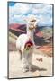 Colors of Peru - White Alpaca Palcoyo-Philippe HUGONNARD-Mounted Photographic Print