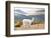 Colors of Peru - White Alpaca-Philippe HUGONNARD-Framed Photographic Print