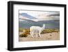 Colors of Peru - White Alpaca-Philippe HUGONNARD-Framed Photographic Print