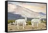 Colors of Peru - White Llamas-Philippe HUGONNARD-Framed Stretched Canvas