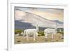 Colors of Peru - White Llamas-Philippe HUGONNARD-Framed Photographic Print