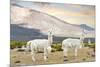 Colors of Peru - White Llamas-Philippe HUGONNARD-Mounted Photographic Print