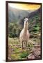 Colors of Peru - Wild Llama-Philippe HUGONNARD-Framed Photographic Print