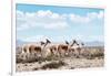 Colors of Peru - Wild Llamas-Philippe HUGONNARD-Framed Photographic Print