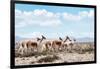 Colors of Peru - Wild Llamas-Philippe HUGONNARD-Framed Photographic Print