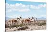 Colors of Peru - Wild Llamas-Philippe HUGONNARD-Stretched Canvas