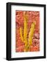 Colors of Peru - Yellow Cactus-Philippe HUGONNARD-Framed Photographic Print