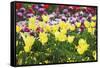 Colors Of Spring-Incredi-Framed Stretched Canvas