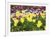 Colors Of Spring-Incredi-Framed Giclee Print
