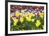 Colors Of Spring-Incredi-Framed Giclee Print