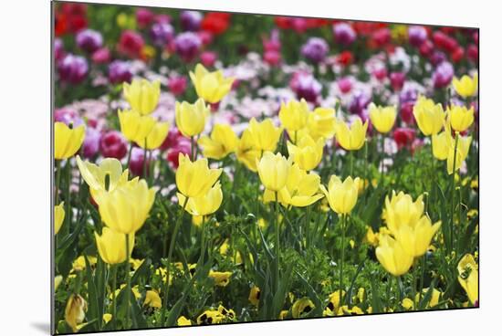 Colors Of Spring-Incredi-Mounted Giclee Print