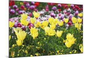 Colors Of Spring-Incredi-Mounted Giclee Print