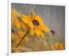 Colors of Summer-null-Framed Premium Giclee Print