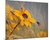 Colors of Summer-null-Mounted Premium Giclee Print