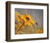 Colors of Summer-null-Framed Art Print