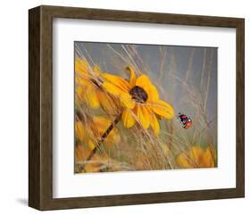 Colors of Summer-null-Framed Art Print