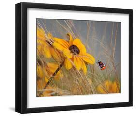 Colors of Summer-null-Framed Art Print