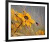 Colors of Summer-null-Framed Art Print