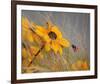 Colors of Summer-null-Framed Art Print