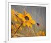 Colors of Summer-null-Framed Art Print