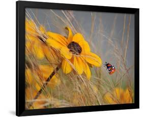 Colors of Summer-null-Framed Art Print