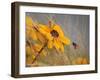 Colors of Summer-Anna Cseresnjes-Framed Photographic Print