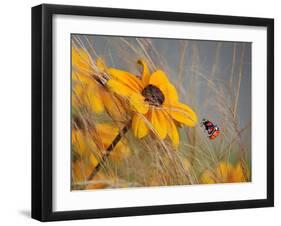 Colors of Summer-Anna Cseresnjes-Framed Photographic Print