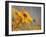 Colors of Summer-Anna Cseresnjes-Framed Photographic Print