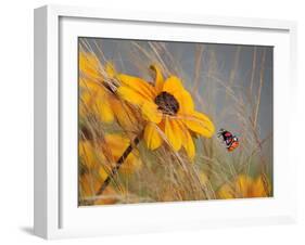 Colors of Summer-Anna Cseresnjes-Framed Premium Photographic Print