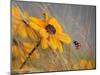 Colors of Summer-Anna Cseresnjes-Mounted Premium Photographic Print