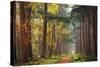 Colors of the Forest-Lars Van de Goor-Stretched Canvas