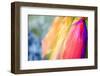 Colors-Pixie Pics-Framed Photographic Print