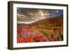 Colors-Marco Carmassi-Framed Photographic Print