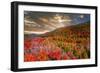 Colors-Marco Carmassi-Framed Photographic Print