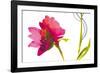 Colour Splash II-Sandra Jacobs-Framed Giclee Print