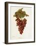 Colourada Grape-J. Troncy-Framed Giclee Print