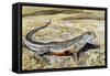 Colourado Desert Fringe-Toed Lizard (Uma Notata), Phrynosomatidae-null-Framed Stretched Canvas