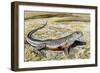 Colourado Desert Fringe-Toed Lizard (Uma Notata), Phrynosomatidae-null-Framed Giclee Print