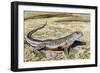 Colourado Desert Fringe-Toed Lizard (Uma Notata), Phrynosomatidae-null-Framed Giclee Print