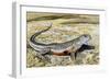 Colourado Desert Fringe-Toed Lizard (Uma Notata), Phrynosomatidae-null-Framed Giclee Print