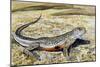 Colourado Desert Fringe-Toed Lizard (Uma Notata), Phrynosomatidae-null-Mounted Giclee Print