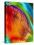 Coloured Angiogram of Coronary Artery of the Heart-Science Photo Library-Stretched Canvas